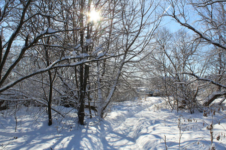 冬天森林里的雪路通往森林的道路的照片。季节是冬天。 寒冷，霜冻，阳光明媚。美丽的自然景观。白雪中的树木。国家俄罗斯。