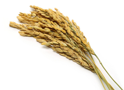 在白色背景上分离出一束稻穗照片