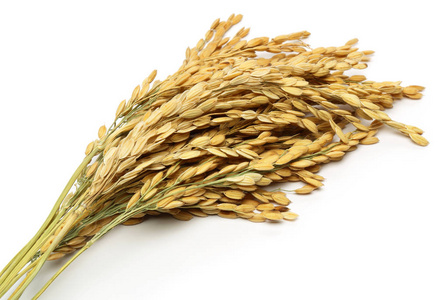 白色背景上分离的一束稻穗照片