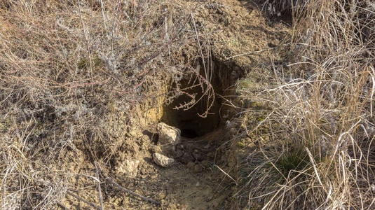 土拨鼠的洞穴图片
