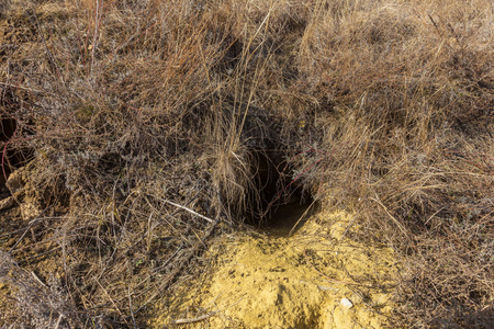 野生动物的殖民地.地下通道和洞的系统.野生动物的踪迹.