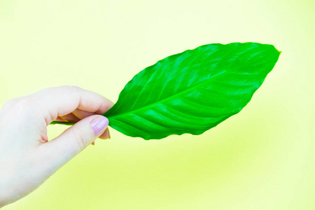 s hand is holding a green leaf of a spathiphyllium flower close