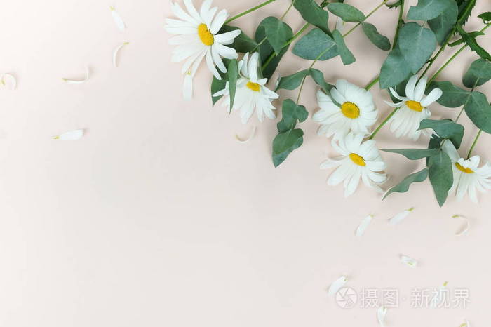 米色背景的洋甘菊花顶视图