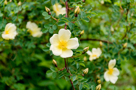 美丽的玫瑰花枝，在绿叶的背景上有花蕾和黄色的花朵
