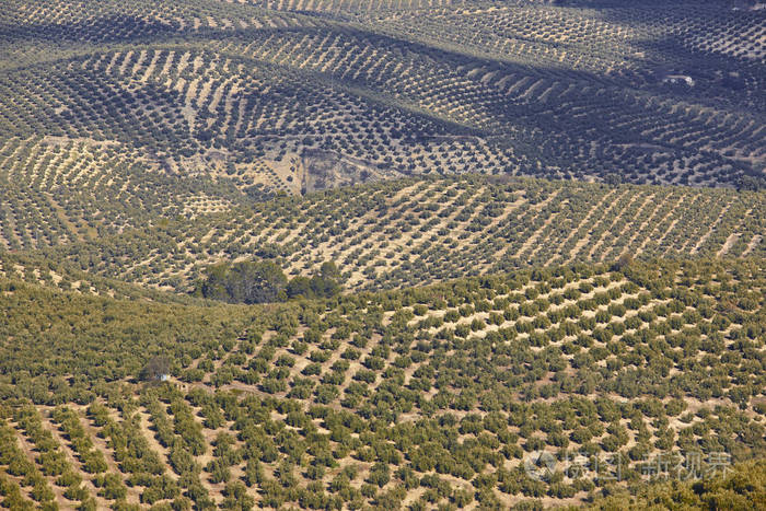 安达鲁西亚的橄榄树田西班牙农业收获景观贾伊