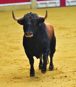 西班牙公牛队的愤怒公牛