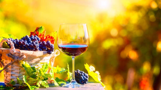 一杯红酒，配上一串蓝色葡萄和葡萄，阳光明媚的天然有机农业背景