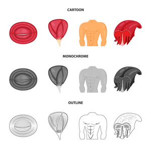 纤维和肌肉象征的孤立物体。纤维和身体股票向量的汇集例证