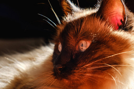 巴厘岛暹罗猫在苏束光与美丽的蓝色眼睛。