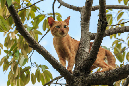 榴莲树上的橙色猫