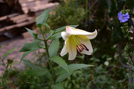 莉莉花靠近