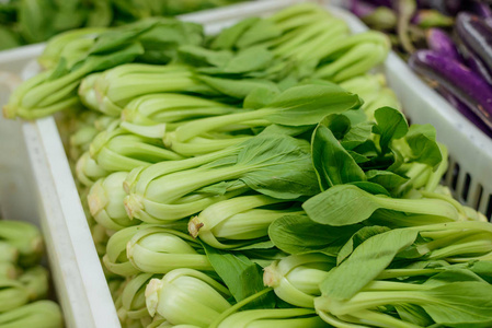 小白菜或大白菜照片