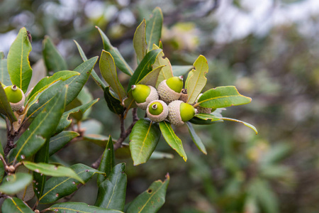 就散一棵蓝色的日本橡树的果实,就像圣马力诺的橡子照片