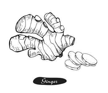 生姜手绘图片