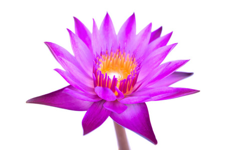 白色背景上分离的紫色睡莲。