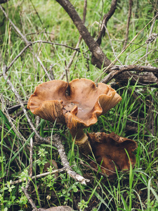 自然界中一种棕色的大蘑菇