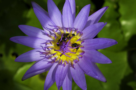 紫莲和许多蜜蜂吃花粉。