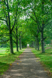 夏天有树的绿色小巷在公园里。