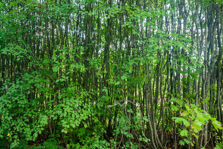 芬兰森林夏季有薄树的背景纹理。