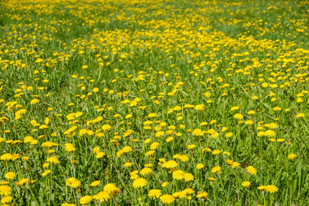 黄色蒲公英。绿色的春天草地背景上鲜艳的花蒲公英。