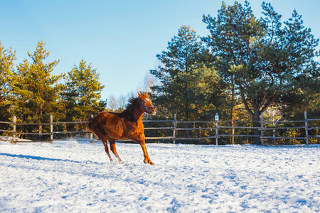 红色阿拉伯白驹在训练中沿着场驰骋。下雪了，但春天来了。晴天