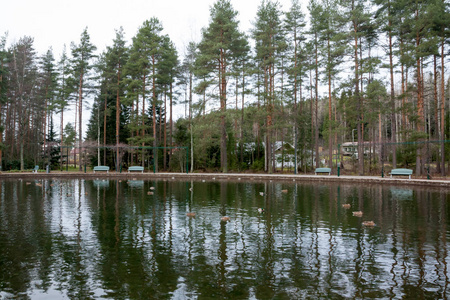 秋天芬兰池塘里的树和鸭子的倒影。
