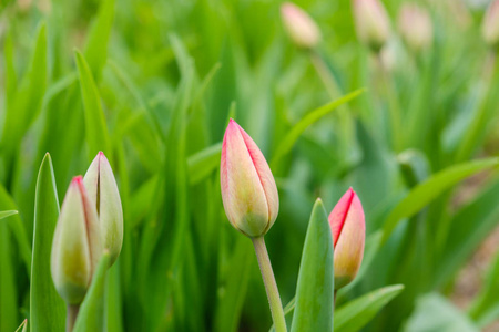 绿色郁金香，红芽生长。自然觉醒，初花，解冻，寻找春天的概念