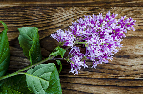 在村室内的木桌上，特写是一小枝紫色的丁香花，开着花序。从上面看到的。