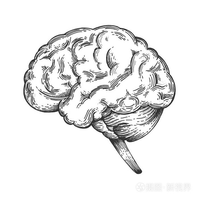 人脑示意图复古素描雕刻向量插图划痕板式模仿黑白手绘图像