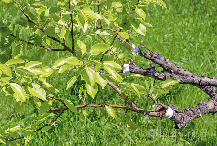 一什么枝条(一什么枝条填量词二年级)