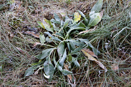 芬兰秋季霜叶和草的季节背景纹理。
