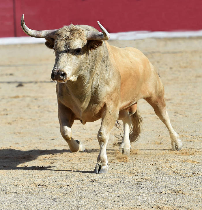 勇敢的公牛在西班牙奔跑