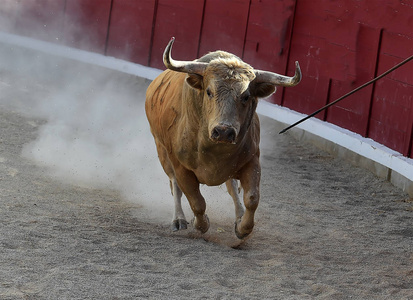 勇敢的公牛在西班牙奔跑