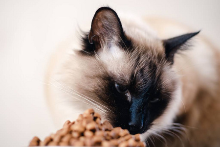 猫食碗宠物动物家庭饮食。 一餐。