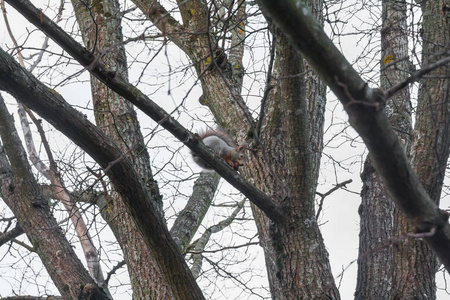 松鼠坐在一棵树上，嘴里衔着橡子，在秋天的森林里对抗芬兰的天空。
