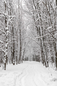 有白雪覆盖的树木和小径的冬季景观