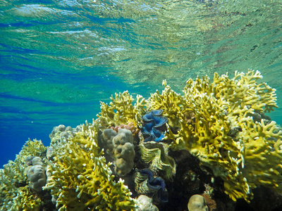 热带海珊瑚间的巨蚌图片