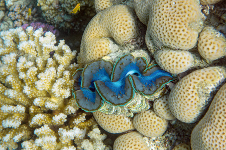 热带海珊瑚间的巨蚌图片