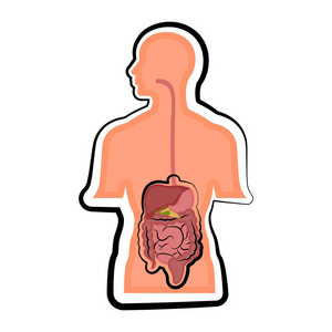 人体内的人消化系统