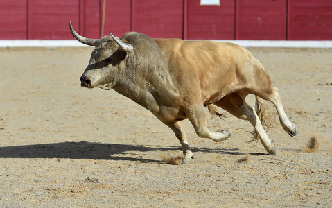 奔跑牛图片
