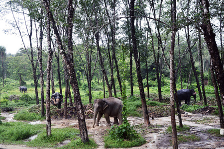 亚洲大象在热带的照片