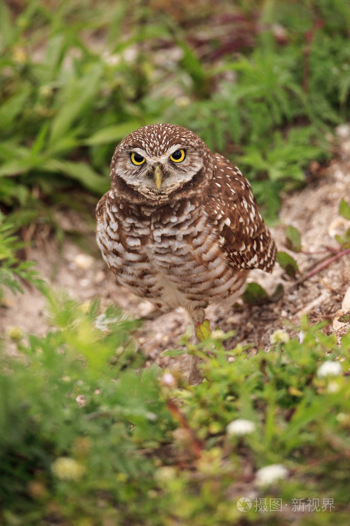 佛罗里达马尔科岛的成年洞穴猫头鹰栖息在其洞穴外