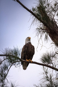 冬季，在佛罗里达州马可岛的一棵树上栖息成体秃鹰半角白头。