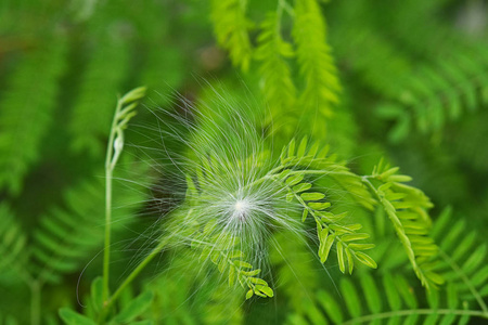 绿叶上的雄蕊白色的花