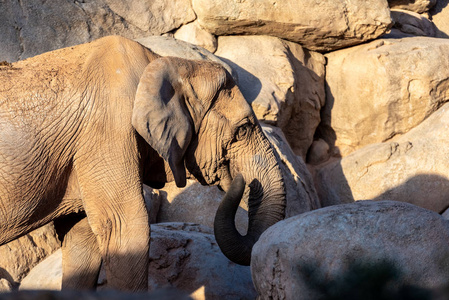 非洲萨凡纳大象雌性在玩她的躯干