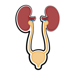 肾素描图片