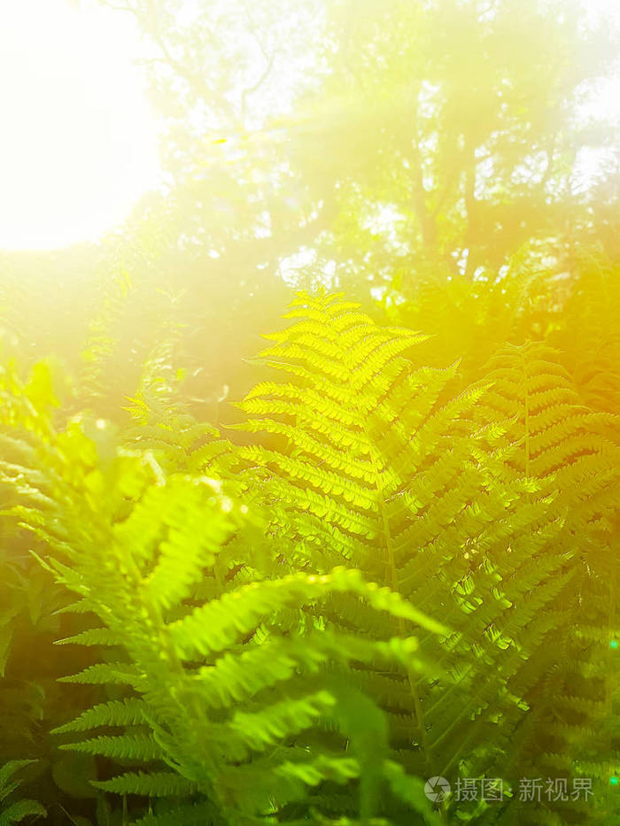 绿色森林蕨类植物在柔和阳光下的自然背景黄金梯度效应