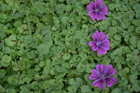 绿地毯上的紫色花。