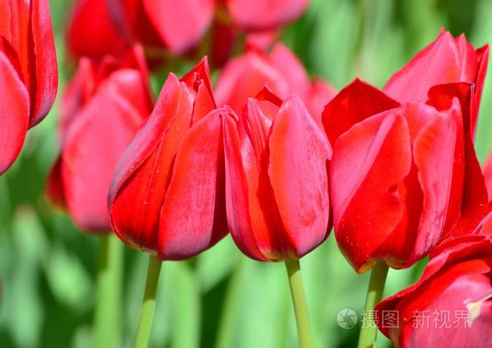 鲜艳的,鲜红色的郁金香在盛开