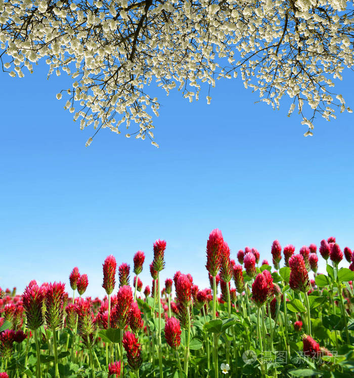 春季乡村景观中带有开花枝樱花树的深红色丁香三叶化生田。